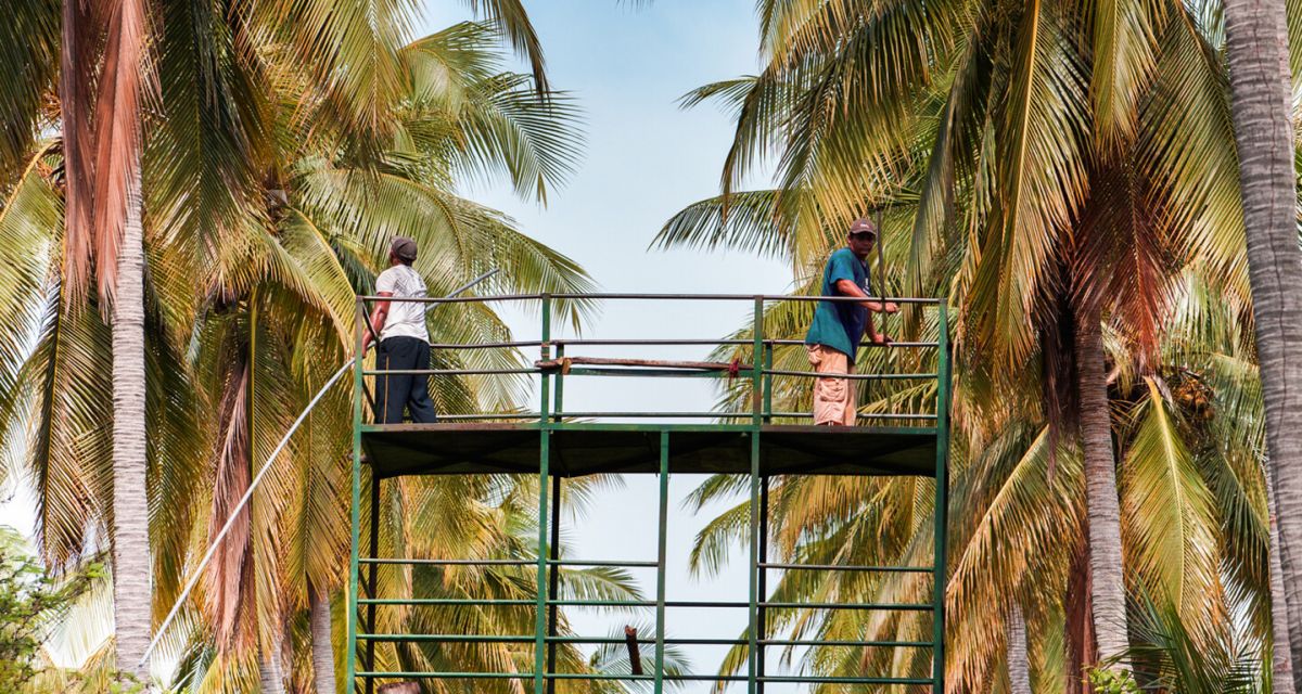 Coconout Cartel Guatemala